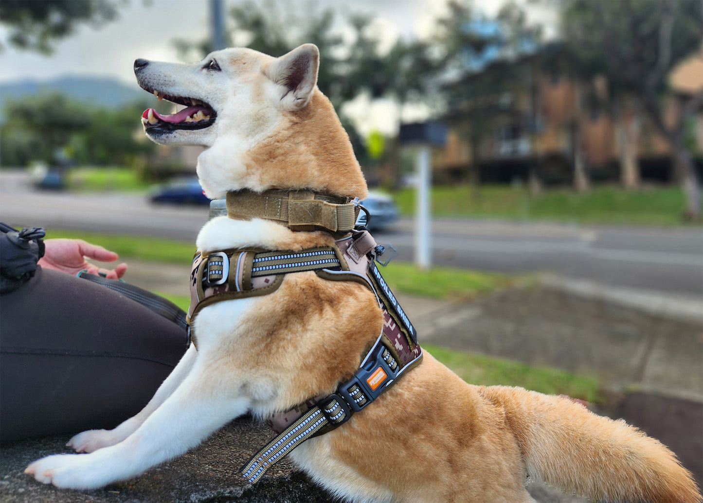 Kawaii Shiba Co. Tactical Shiba Inu Camouflage Harness