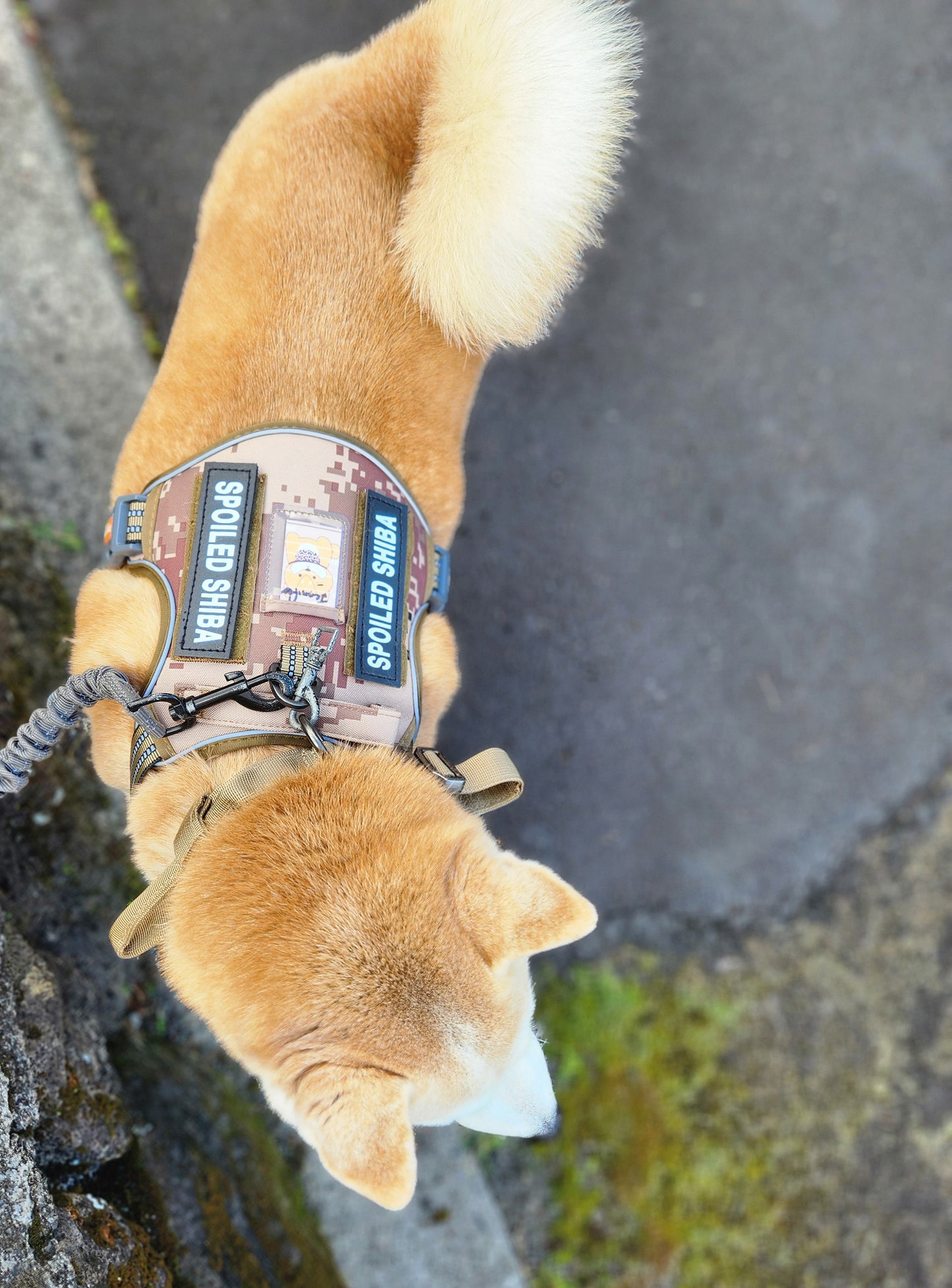 Kawaii Shiba Co. Tactical Shiba Inu Camouflage Harness