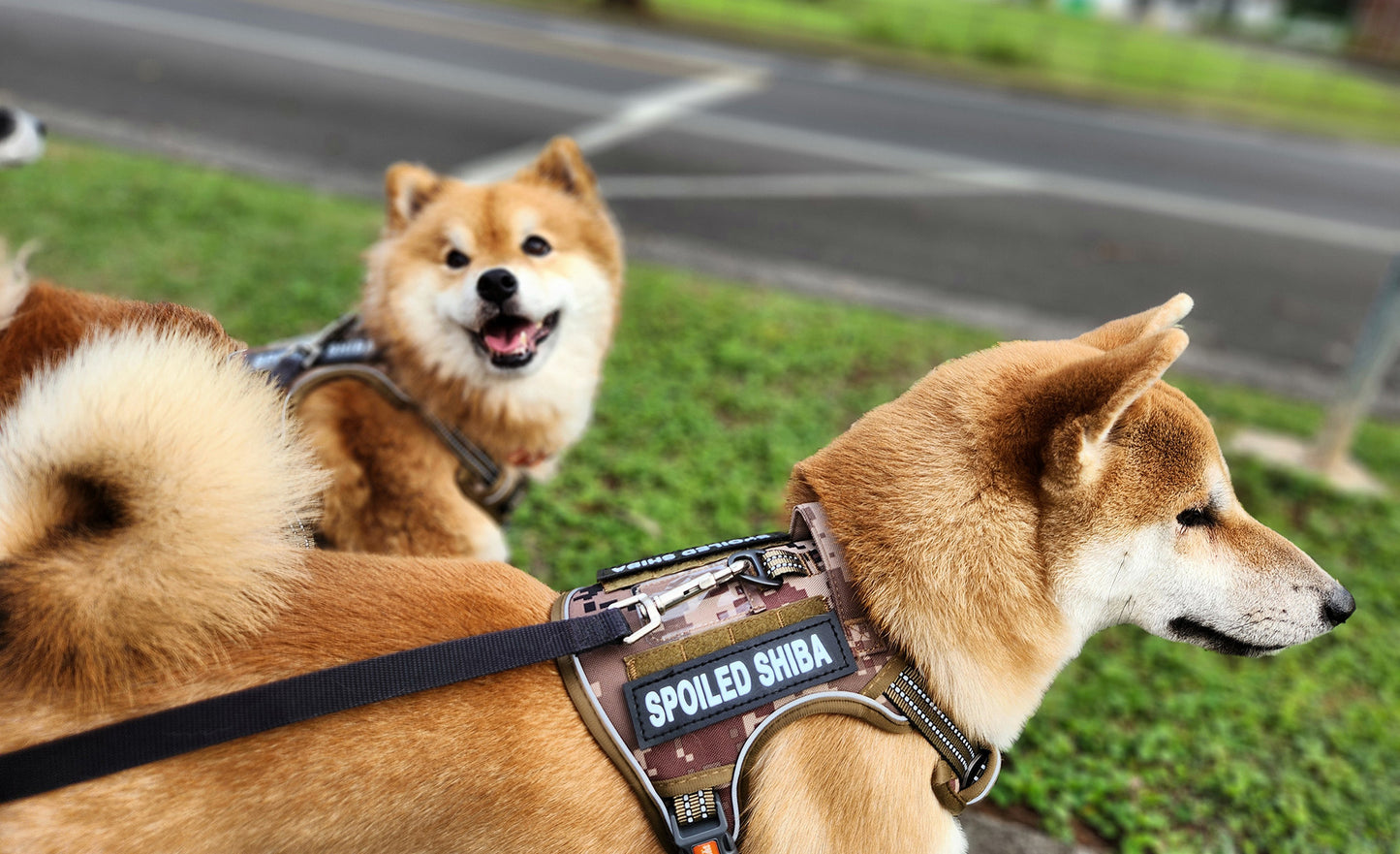Kawaii Shiba Co. Tactical Shiba Inu Camouflage Harness