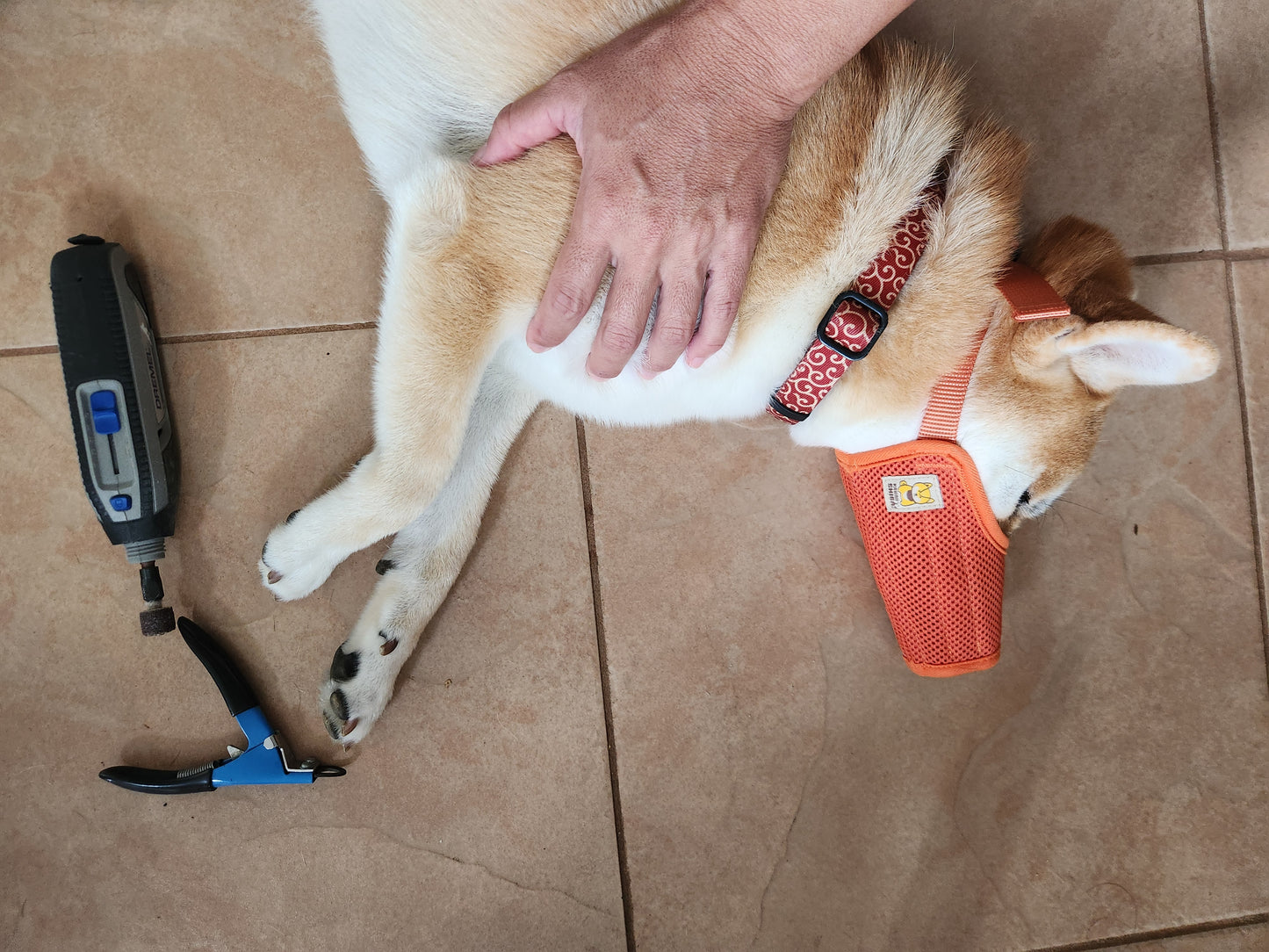 Kawaii Shiba Co. Dog Muzzle for Shiba Inu, Easy-Fit Fabric Design